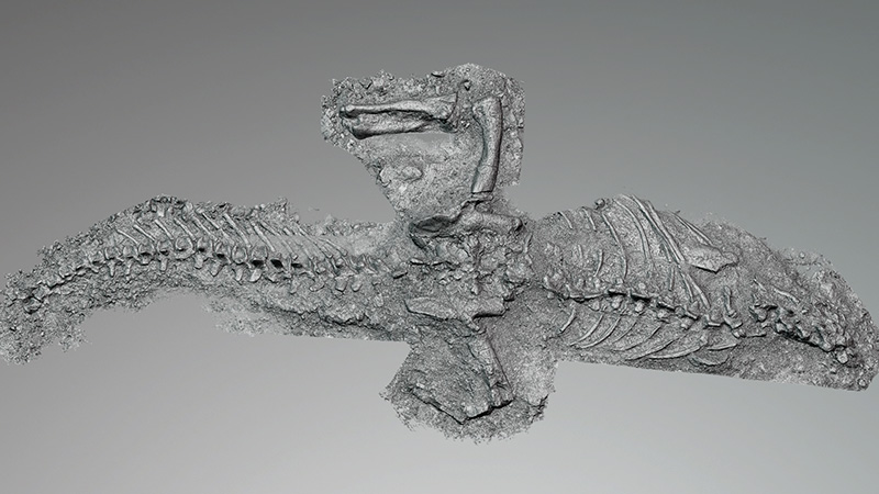 3Dデータを3Dモデリングに変換し、恐竜の外観を評価できるように